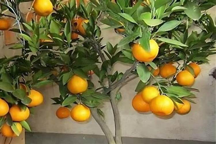 缺锌吃什么补得最快