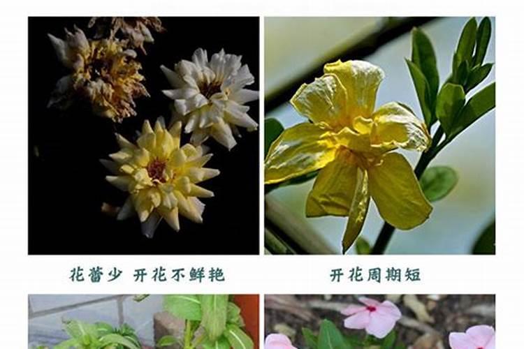 养花如何使用骨粉