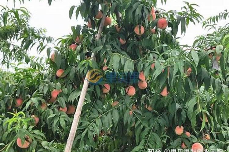 蟹爪兰一年开几次花