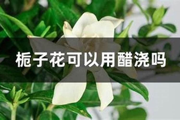 尿素可以用来给栀子花施肥吗