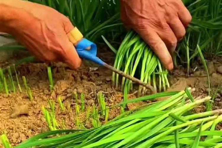 花生盛花期可以喷施28芸苔素内酯吗？