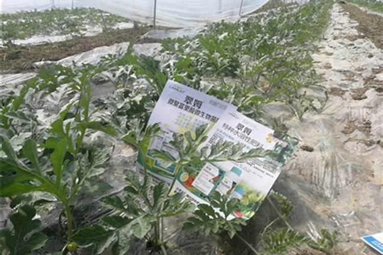 西瓜底肥施肥方案,西瓜施肥的流程和注意事项