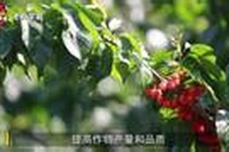 怎样让西瓜快速膨大