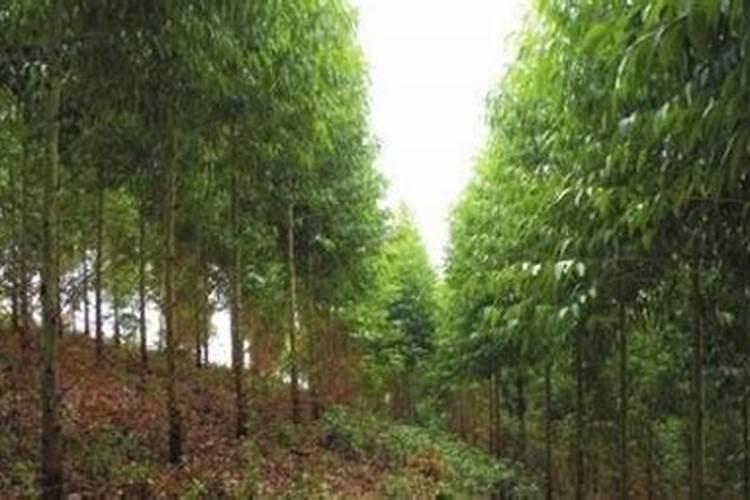山上种桔子怎样保水保肥料