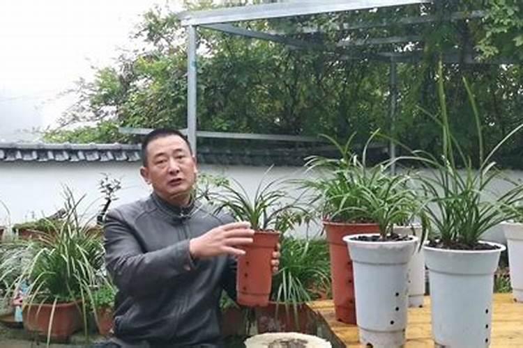 雪碧可以浇兰花吗