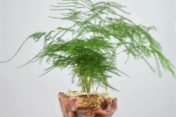 云竹的养殖方法