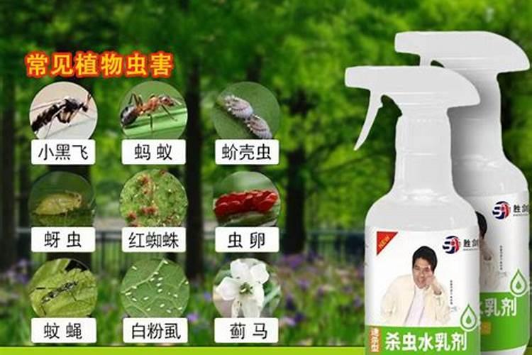小黑虫哪里来的 怎么灭……