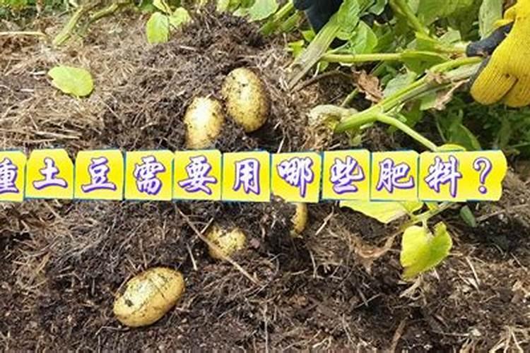 土豆追肥用什么肥料？用了这些肥料土豆养得活才怪