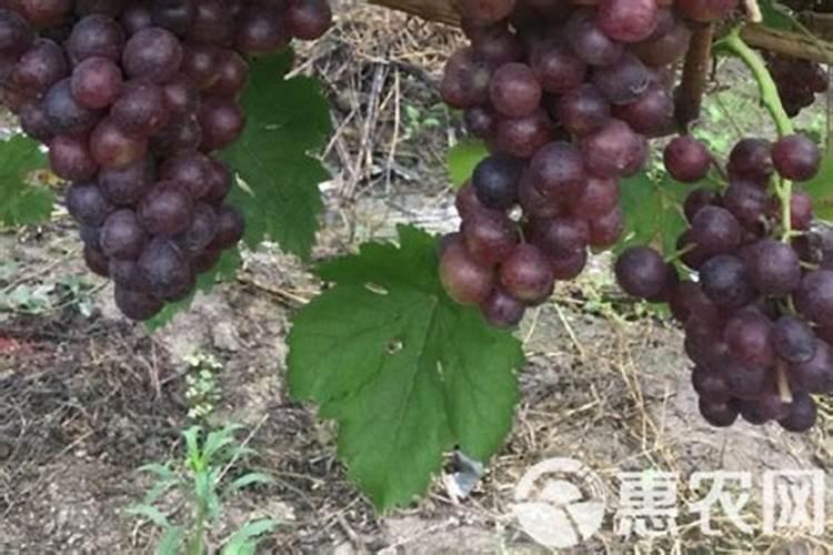 硫酸钾钙镁肥一亩用量