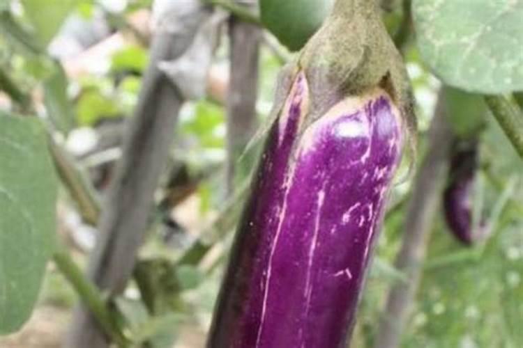 茄子第一次施肥什么时候最合适呢!