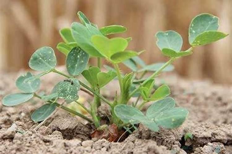 花生什么时候打芸苔素 如何使用才能提高产量