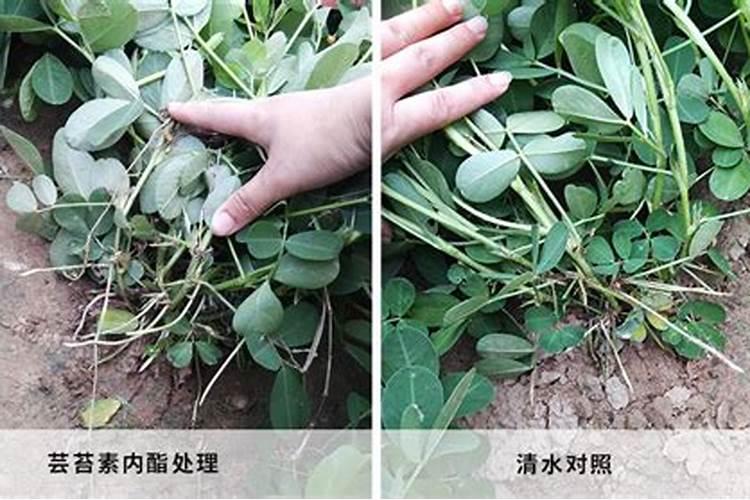 花生什么时候打芸苔素