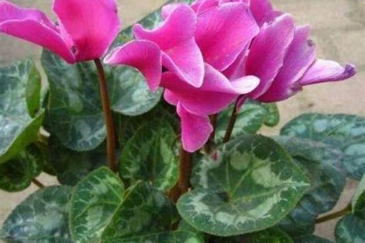 仙客来花期需施什么肥
