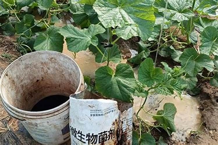 甜瓜使用水溶肥的好处？甜瓜生长期用什么肥料效果好？