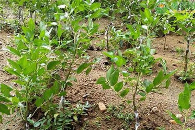 台湾大青枣蜜枣王适合在山东种植吗？