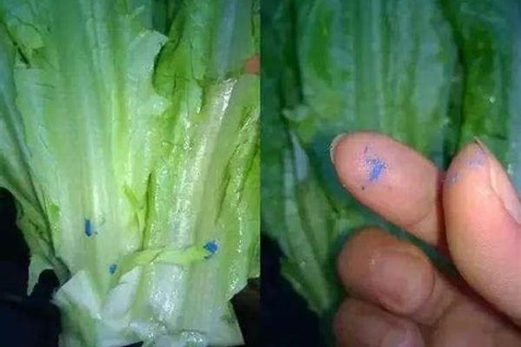青菜上蓝色像颜料一样的东西是什么？