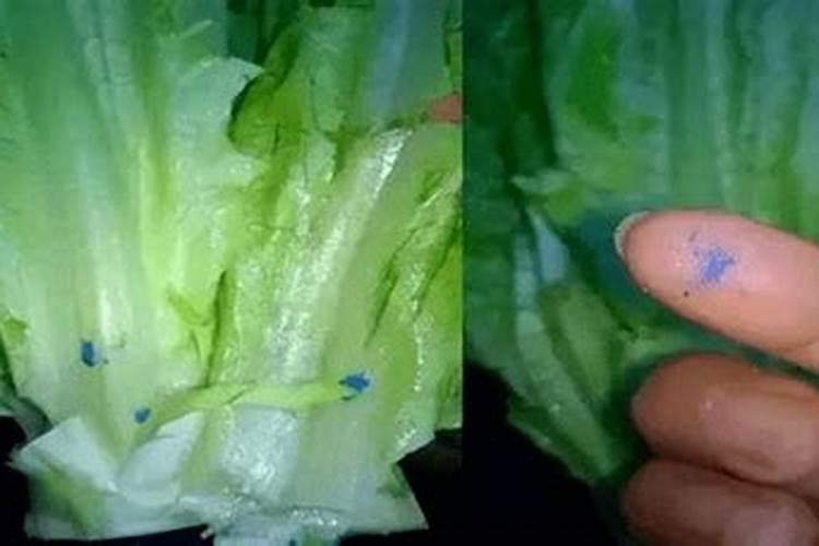 放蔬菜里发蓝光的是什么