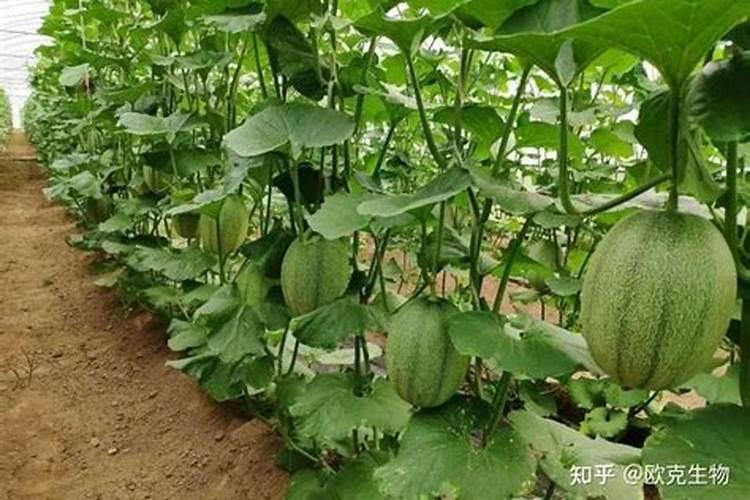 果树叶面肥喷施时间及方法详解