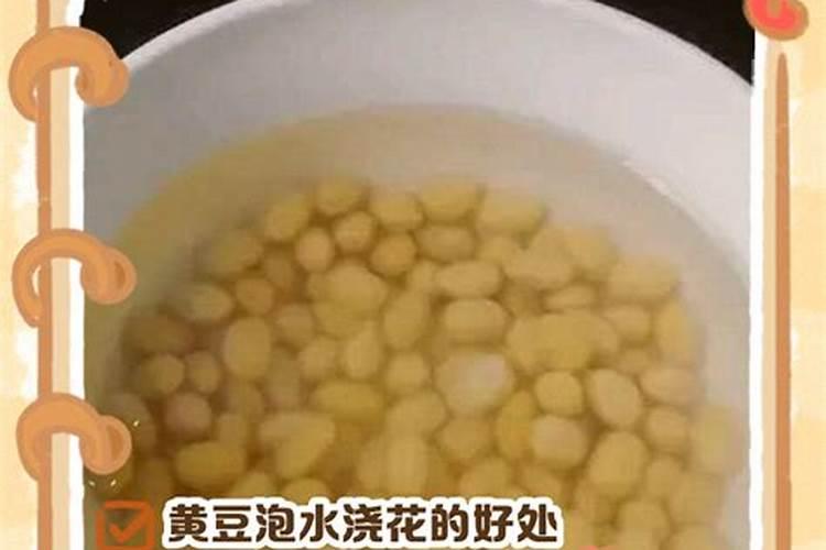 怎样用黄豆浇花？