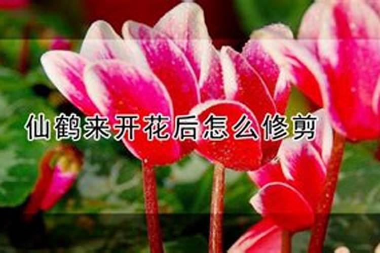 仙客来花期怎么施肥