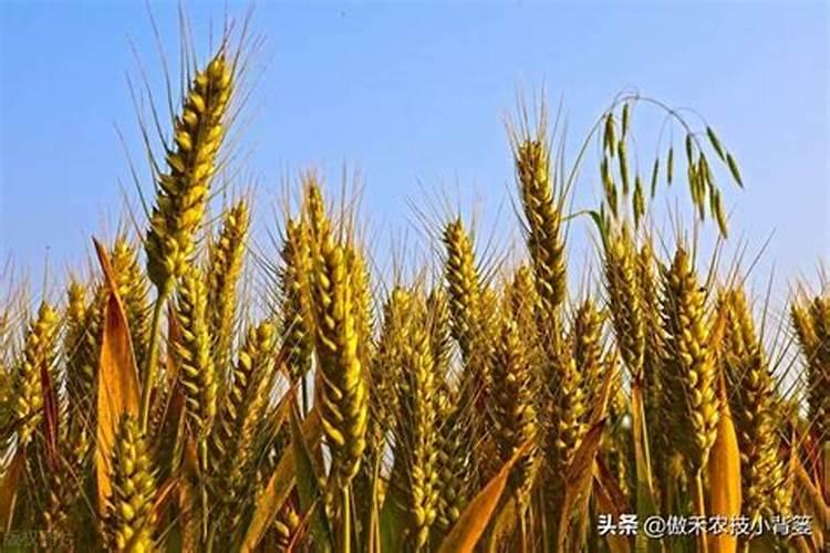 小麦前期需要用什么配比的水溶肥？