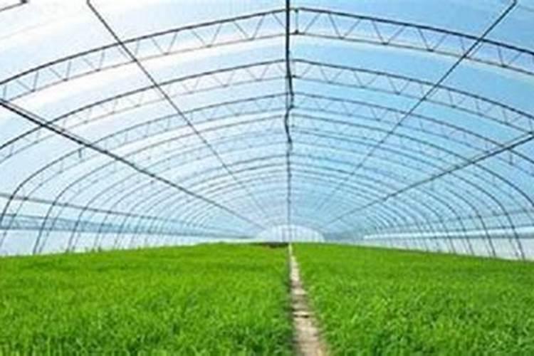大棚蔬菜的主要肥害、药害、及解决办法
