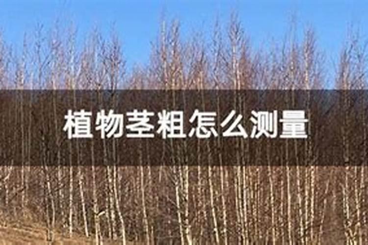 西红柿茎杆粗壮不彭果有什么办法