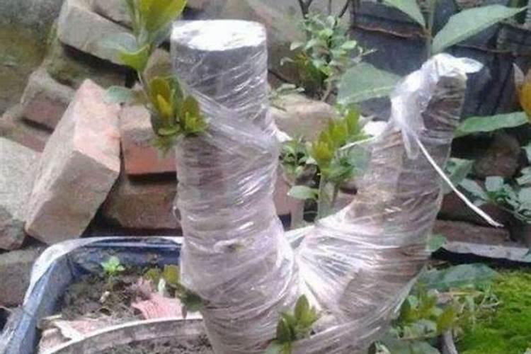 紫薇下山桩怎么养活 栽种成活率高的方法