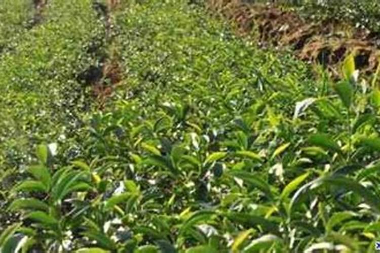 茶树用什么肥料长得快 茶树种植几年可以采摘