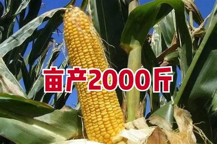 一亩玉米地该施多少肥料？