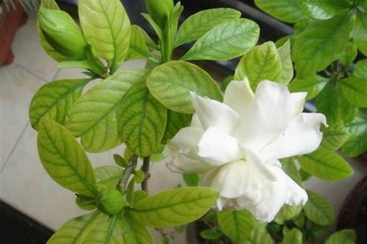 海岛栀子需要上什么肥什么肥料