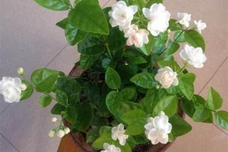 栀子花施什么肥好