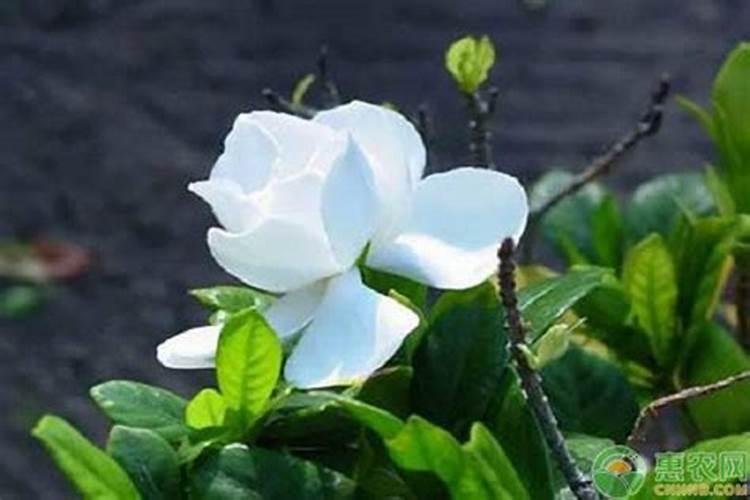 栀子花用什么肥料好？
