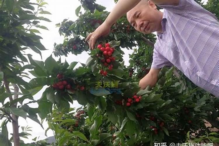 大樱桃用什么硫酸钾还是硝酸铵钙