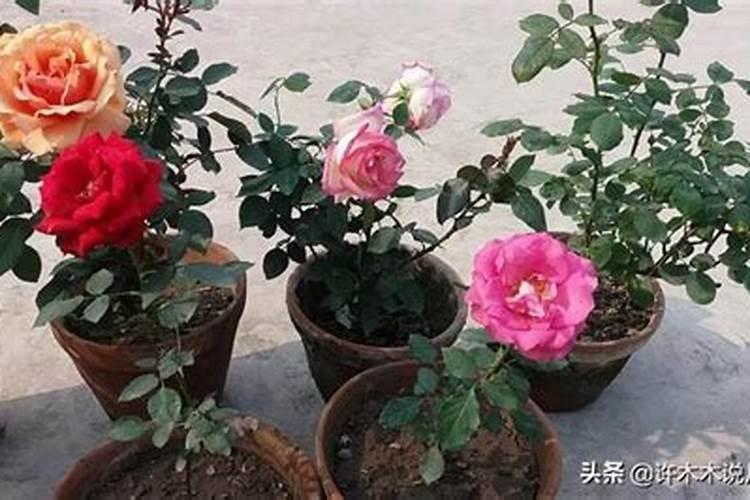 月季施肥过多症状 月季施肥注意事项