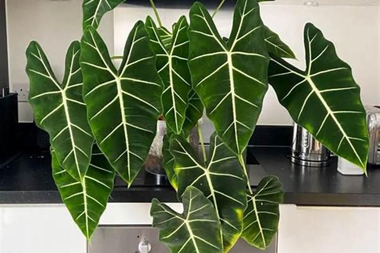 植物小仙女怎么养？