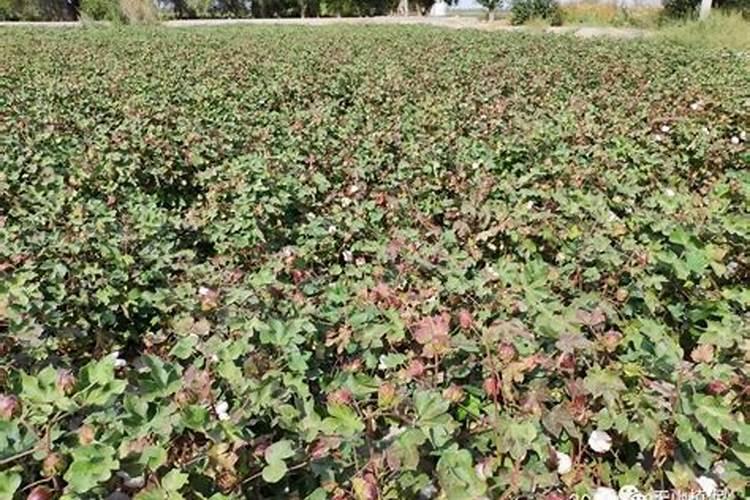 钾肥对棉花的生长起什么作用？