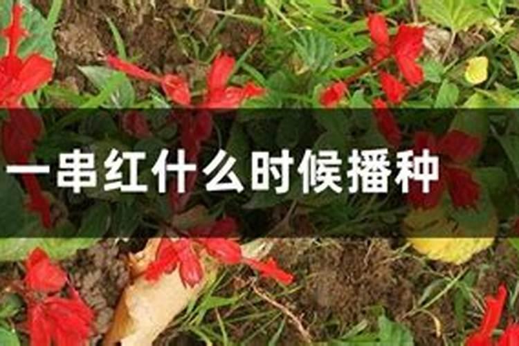 一串红的养殖方法有哪些？