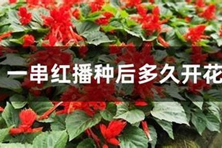 一串红怎么修剪方法