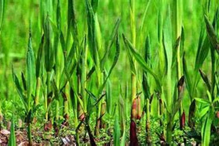 芦笋留母茎采收