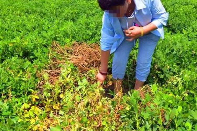 先正达冠无双氨基酸水溶肥能和花生套餐一起打吗
