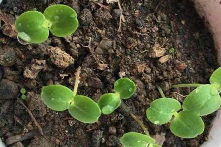 花苗移植多久可以施肥 花苗移植后多久开始施肥