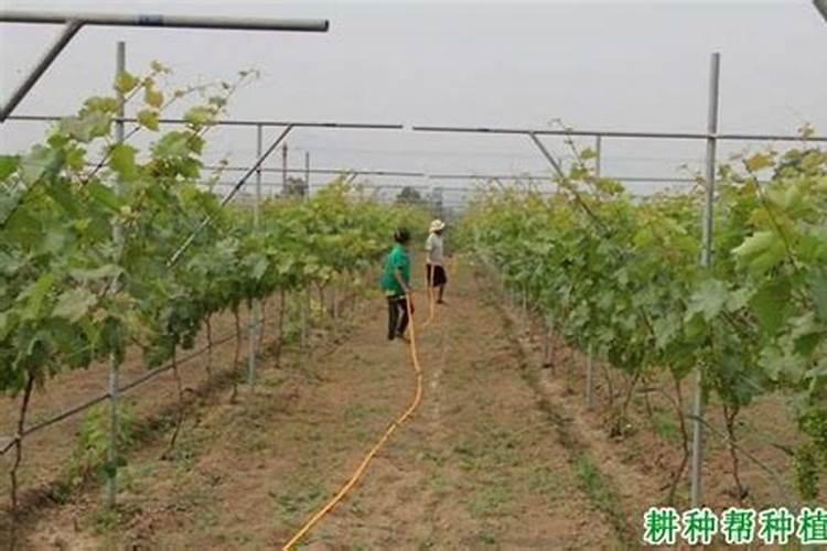 葡萄施钾肥时间和方法 提高产量的诀窍
