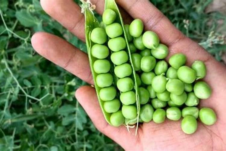 硫酸镍可以用于叶面肥吗？用途有哪些