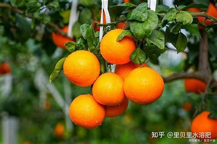 问一下栀子树叶子发黄怎么办？谁清楚？
