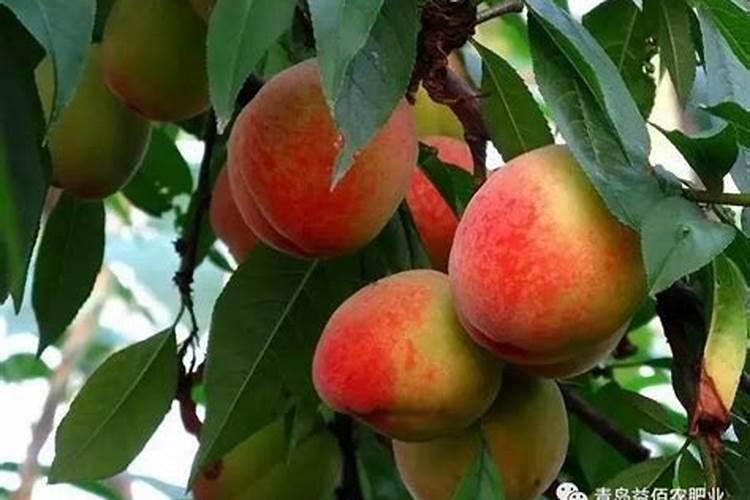 桃子坐果后怎么施肥