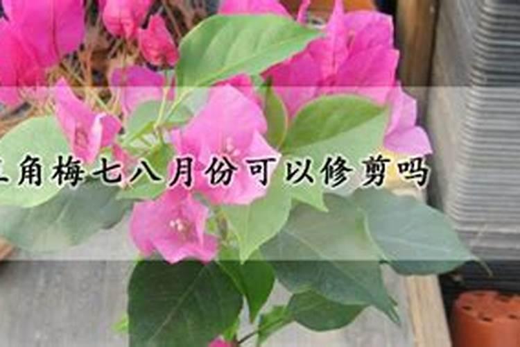 月季花什么时候施肥合适？