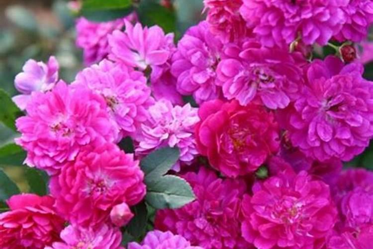 月季花什么时候施肥合适？