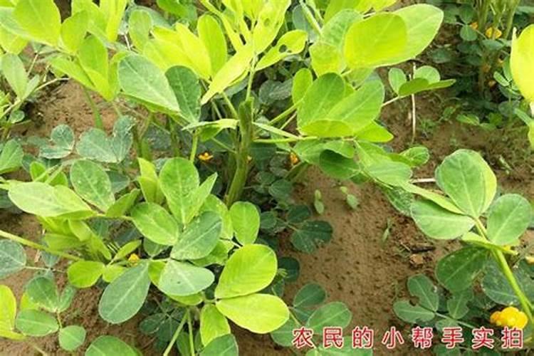 花生苗期叶片发黄怎么办(花生叶子发黄原因及防治措施)