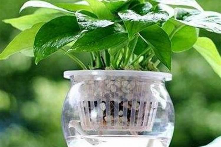 水培一帆风顺怎么养才开花
